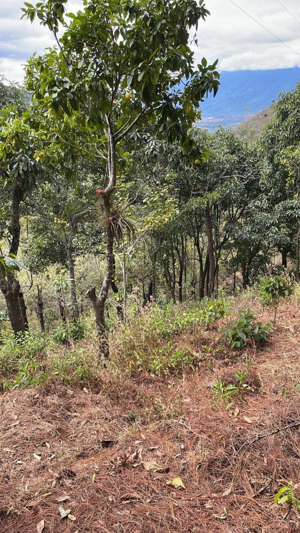 Propiedad en rntame Hawwai Monterrico ideal para Airbnb