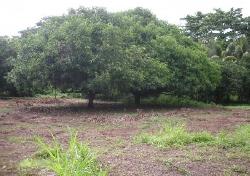 Finca en Venta en  Guanagazapa Escuintla