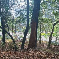 Terreno Comercial en Renta en Carretera Interamericana