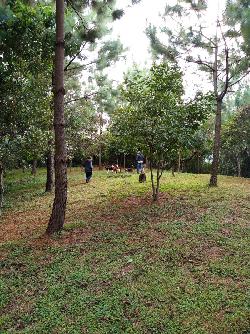 VENTA/RENTA Terreno con construcción Santa Rosa de Lima
