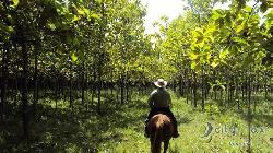 FINCA EN VENTA EN LAS CRUCES PETEN GUATEMALA