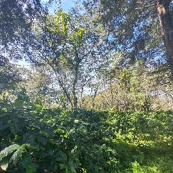 Finca de 155 mz con cafè en venta en Fraijanes