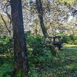 Finca de 155 mz con cafè en venta en Fraijanes