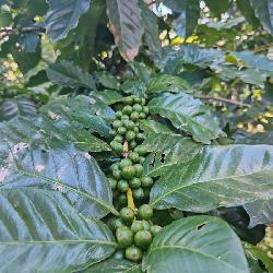 Finca de 155 mz con cafè en venta en Fraijanes