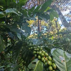 Finca de 155 mz con cafè en venta en Fraijanes