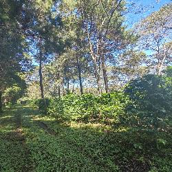 Finca de 155 mz con cafè en venta en Fraijanes