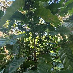 Finca de 155 mz con cafè en venta en Fraijanes