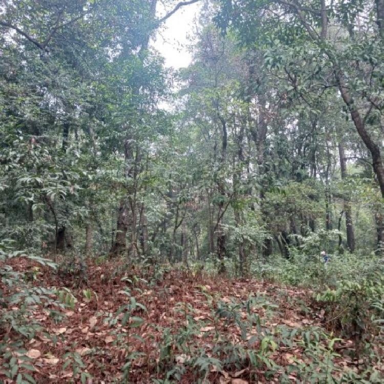 Terreno Comercial en Renta en Carretera Interamericana