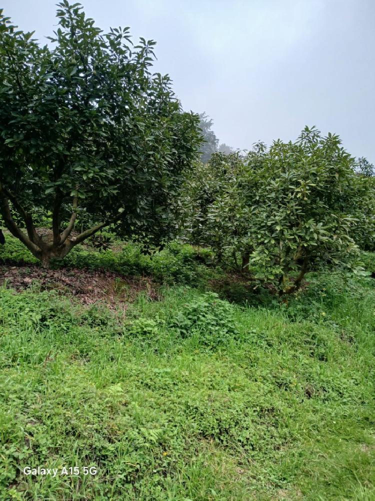 En venta Finca de aguacate 21 manzanas