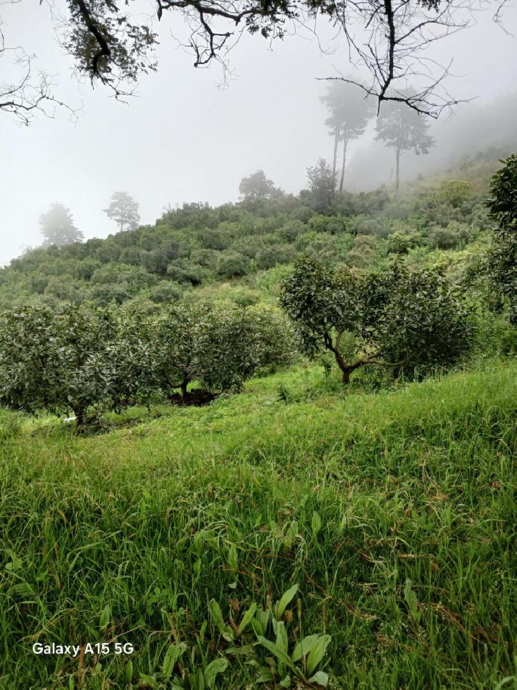 En venta Finca de aguacate 21 manzanas