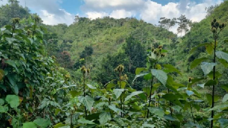 PARCELA EN VENTA EN CHISEC, ALTA VERAPAZ