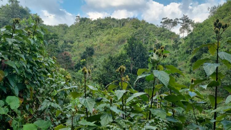 PARCELA EN VENTA EN CHISEC, ALTA VERAPAZ