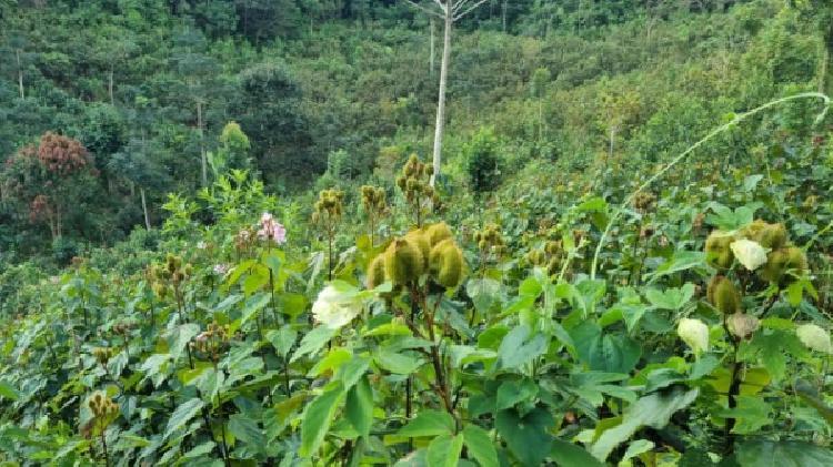 PARCELA EN VENTA EN CHISEC, ALTA VERAPAZ