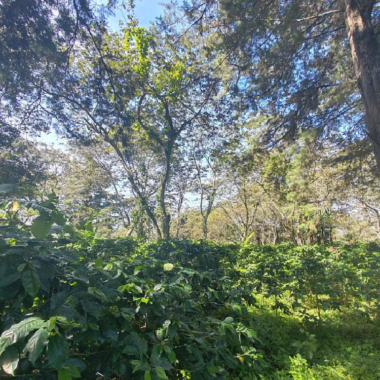 Finca de 155 mz con cafè en venta en Fraijanes