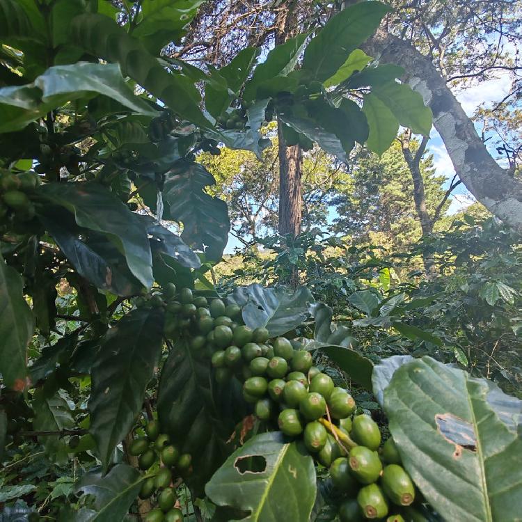 Finca de 155 mz con cafè en venta en Fraijanes