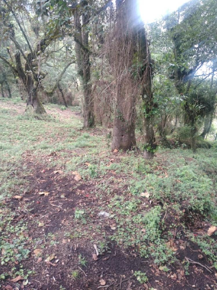 ALQUILO TERRENO PARA TORRE DE TELEFONIA O GASOLINERA