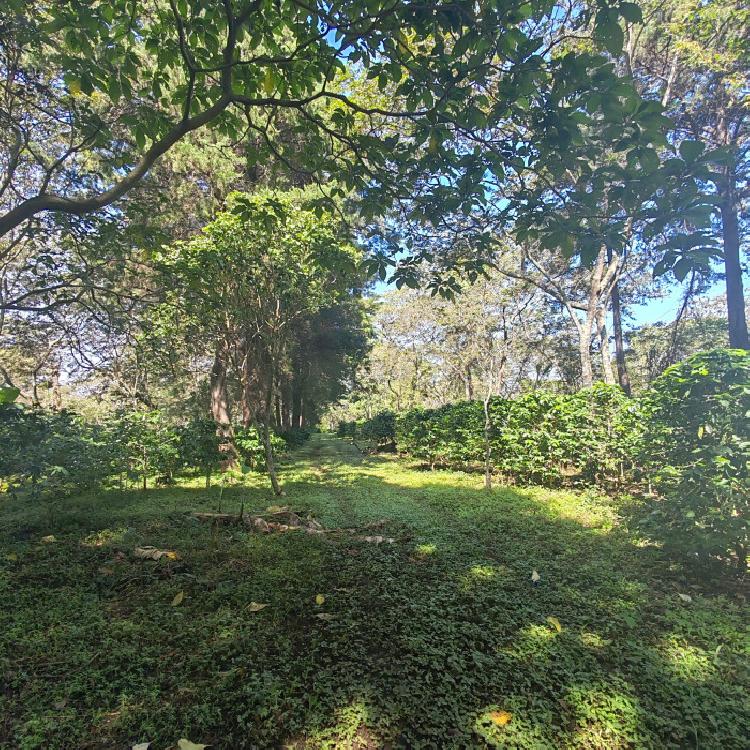 Finca de 155 mz con cafè en venta en Fraijanes